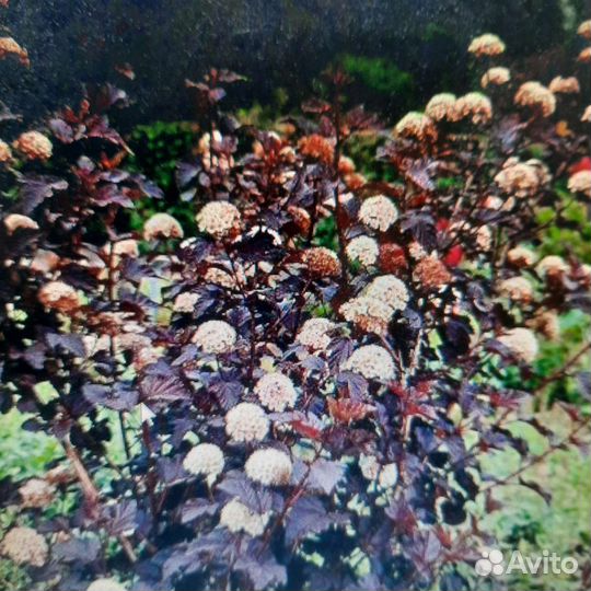 Сперея, пузыреплодник и др