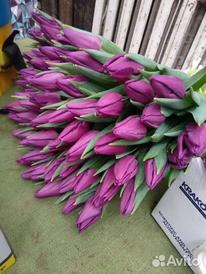 Тюльпаны оптом к 8 марта