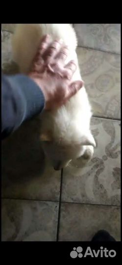 Белые Немцы бшо