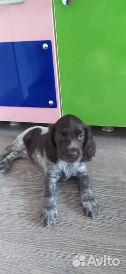 Русский спаниель