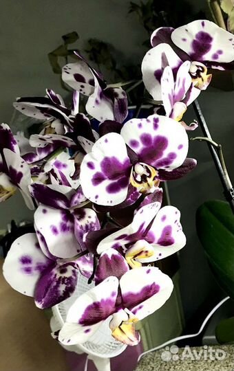 Орхидея Фаленопсис