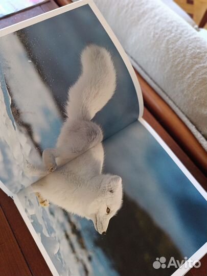 Русская Арктика книга