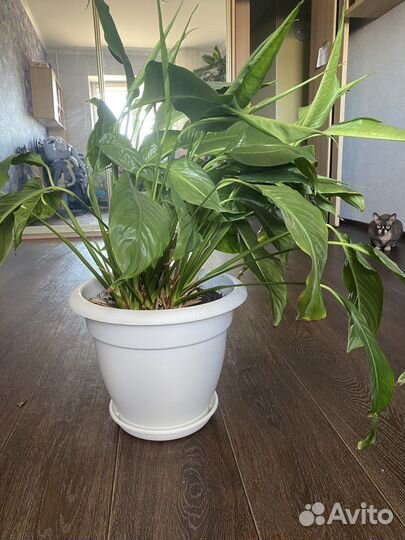 Цветок женское счастье