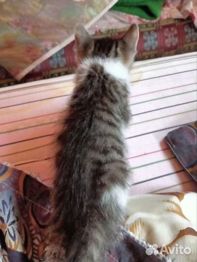 Котенок девочка трехцветная