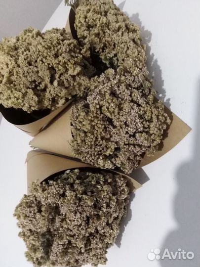 Тысячелистник трава, соцветья