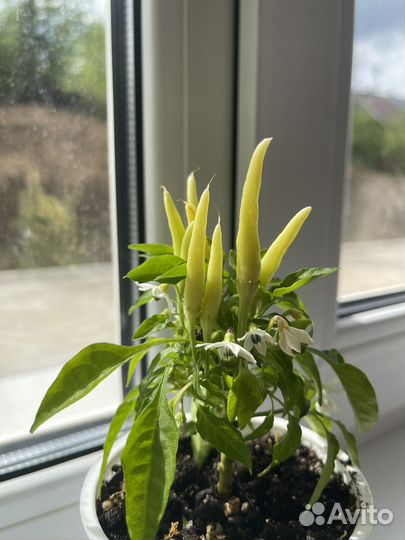 Перец комнатный острый