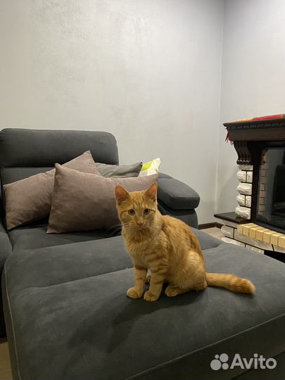 Рыжий котик