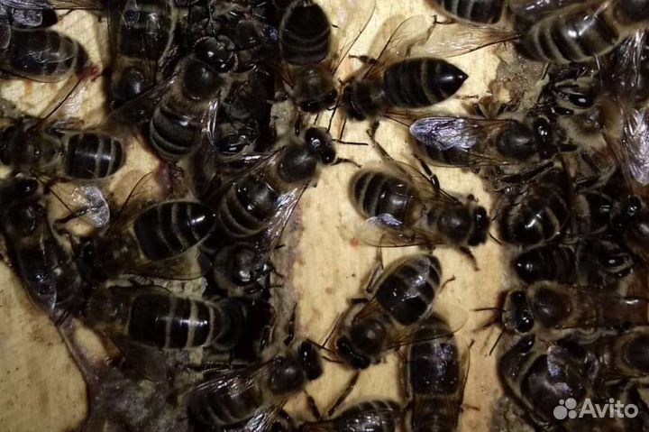 Пчеломатки плодные среднерусские