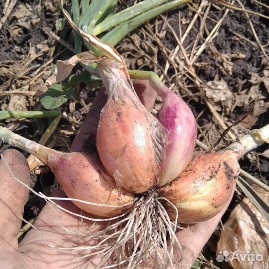 Лук семейный (шалот) несколько видов на семена