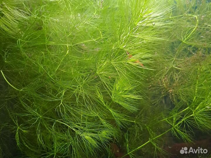 Гуппи и другие рыбки