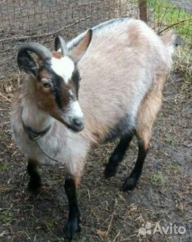 Козье молоко, творог, сыр