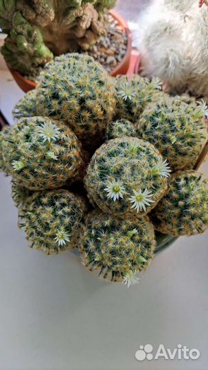 Кактусы, мамилярия, гимнокалициум, кротон