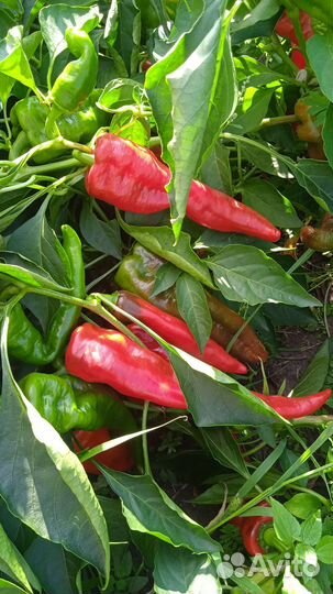 Перец острый
