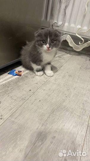 Шотландские котята