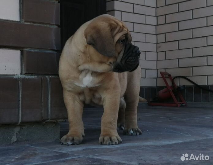 Шикарный мальчик кане корсо