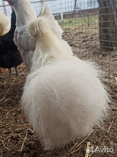 Петух китайский шелковый