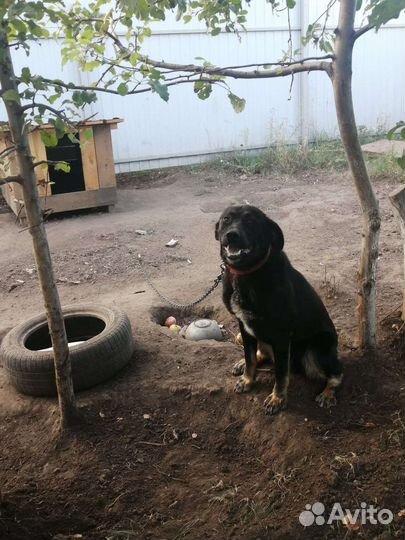 Собака в добрые руки отдам бесплатно