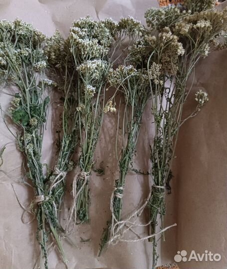 Тысячелистник