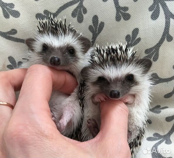 Африканские ежата