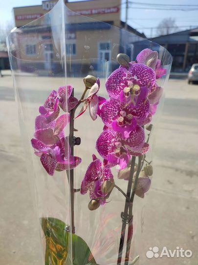 Фаленопсис