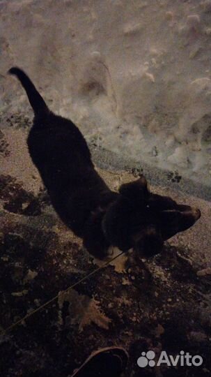 Отдам в добрые руки лабрадора