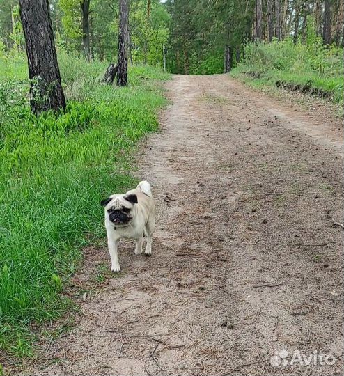 Мопс в добрые руки