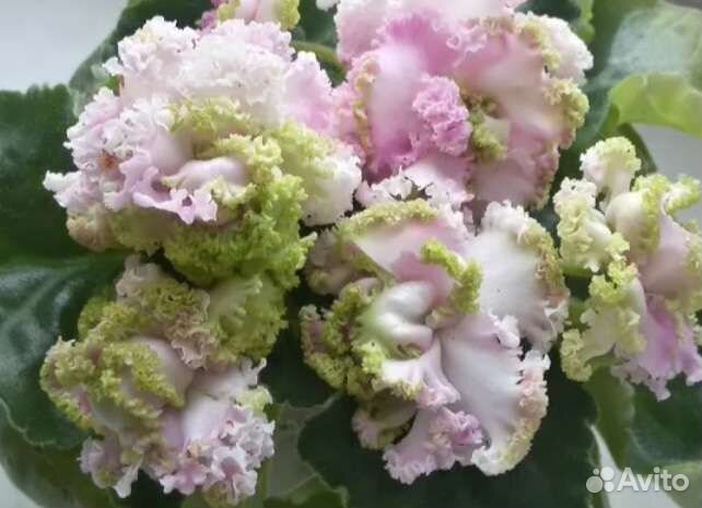 Фиалка ле денди