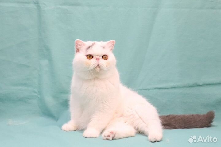 Персы и экзоты из питомника