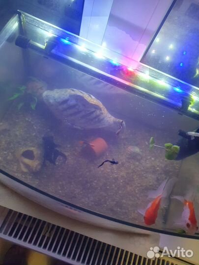 Аквариум с рыбками и лягушками