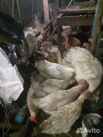 Куры несушки продам