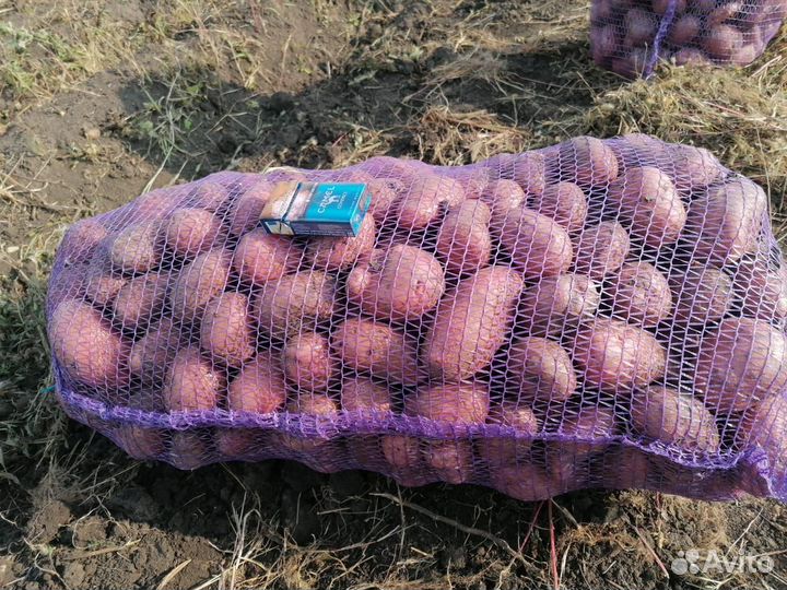 Продам картофель оптом