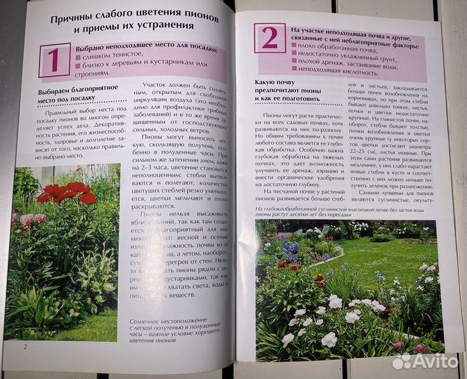 Пионы: пышное цветение каждый год. Ипполитова