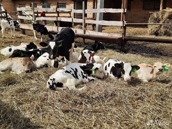 Бычки Холмогоры о. 2 месяцев