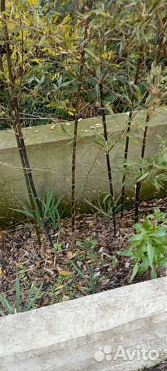 Бамбук fangesia nitida Black pearl