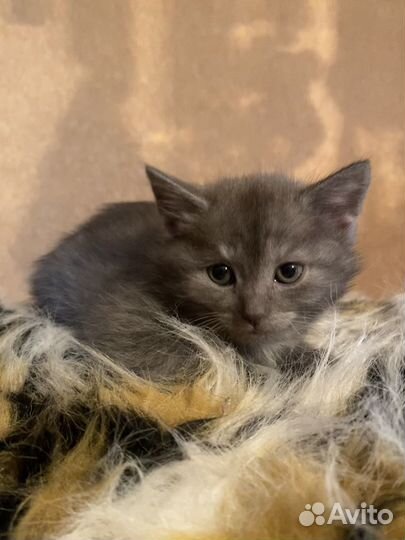 Котята вислоухие