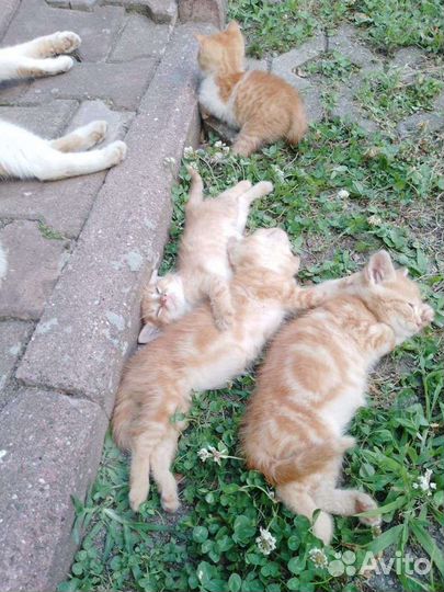 Кошки в добрые руки бесплатно