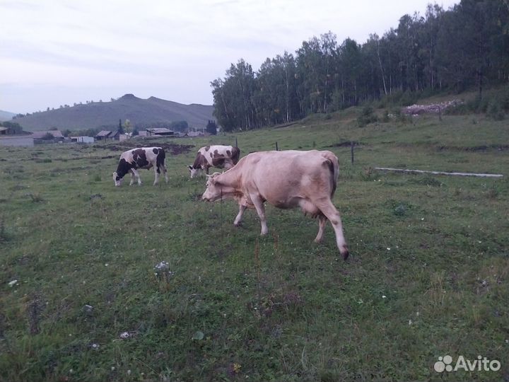 Продам двух молочных,молодых коров