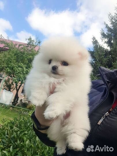 Померанский шпиц,в самом модном типе