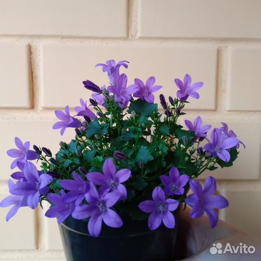 Кампанула Портеншлага