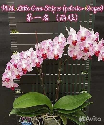 Орхидея фаленопсис бабочка