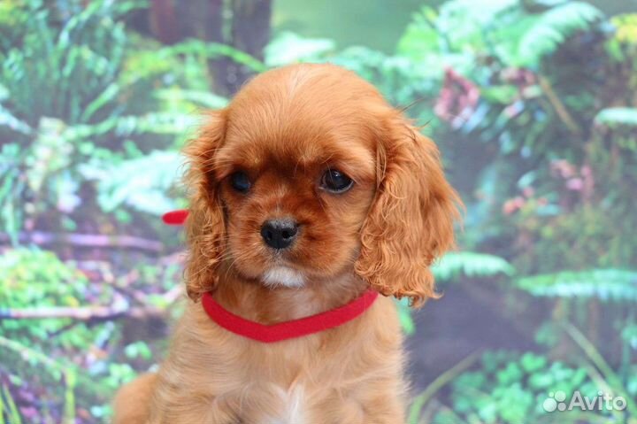 Кавалер Кинг Чарльз Спаниэль