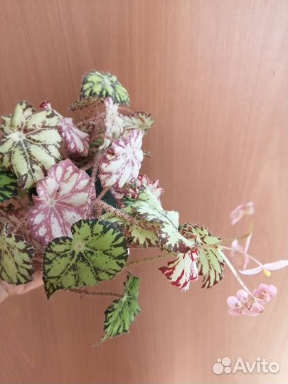 Цветы для дома