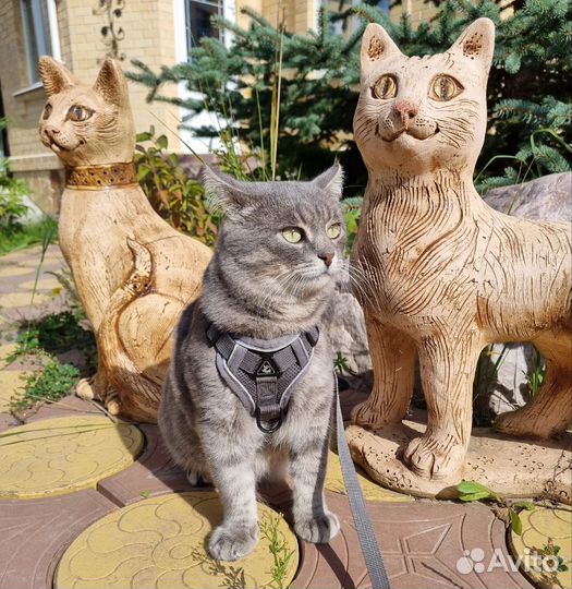 Кот Никанор в дар