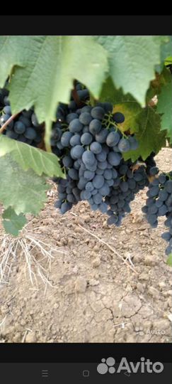 Виноград