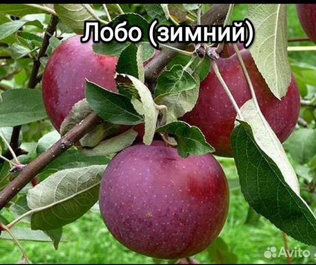 Саженцы яблони в наличии. Летние, осенние, зимние