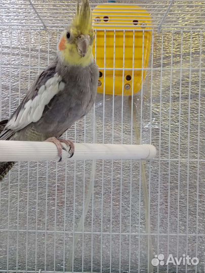 Попугай корелла птенец