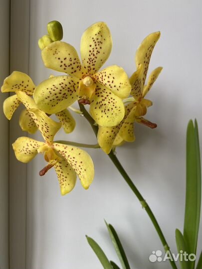 Орхидея Ванда