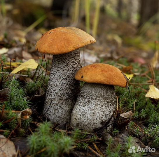 Сбор грибов, ягод