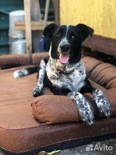 Кольт собака из приюта Некрасовка