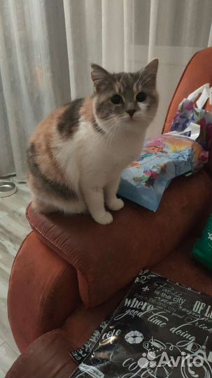 Кошка